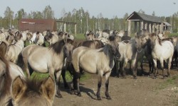S1720068 fill 250x150