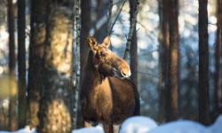 фото лось